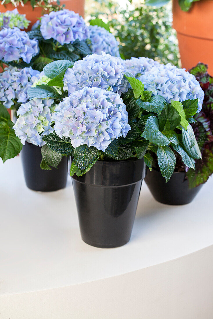 Hydrangea macrophylla, blau