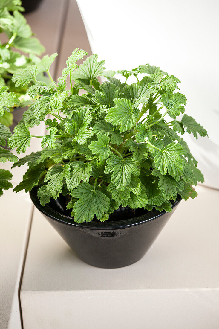 Pelargonium crispum