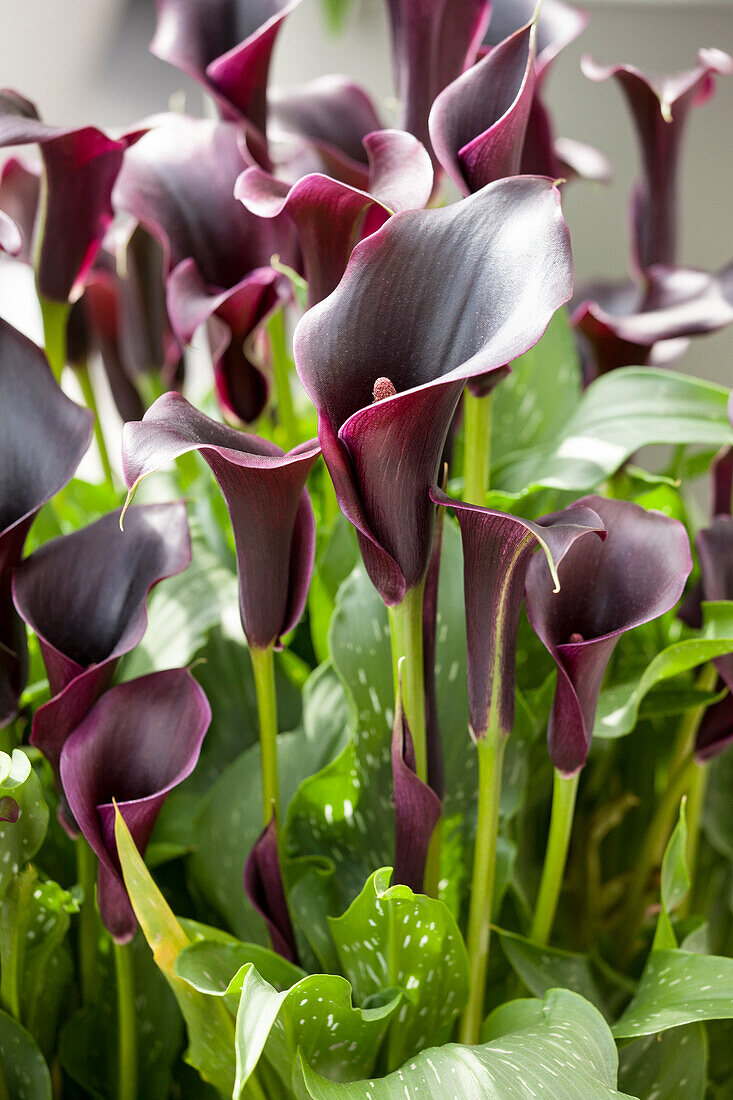 Zantedeschia aethiopica