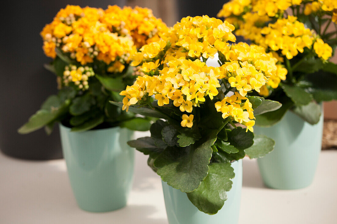 Kalanchoe