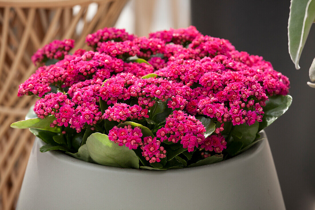 Kalanchoe blossfeldiana