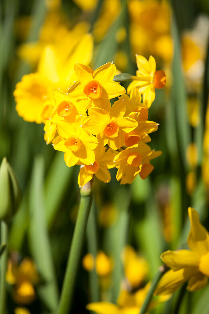 Narcissus jonquilla Golden Dawn