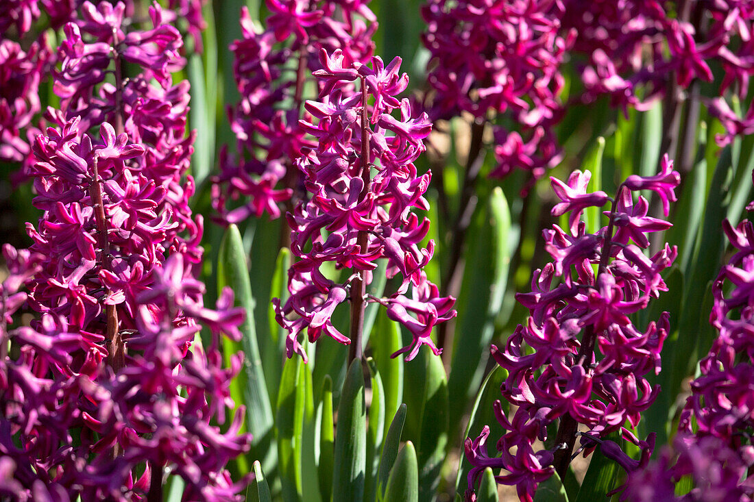 Hyacinthus orientalis, rot