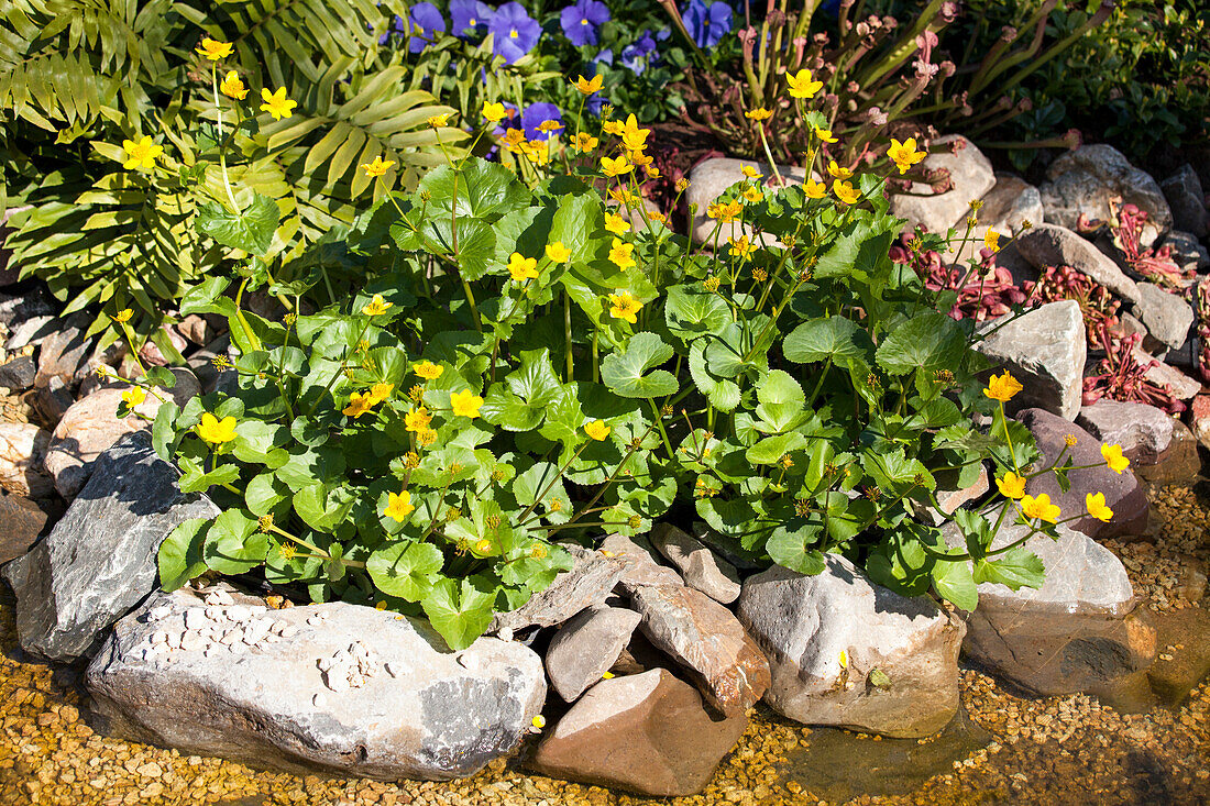 Caltha palustris