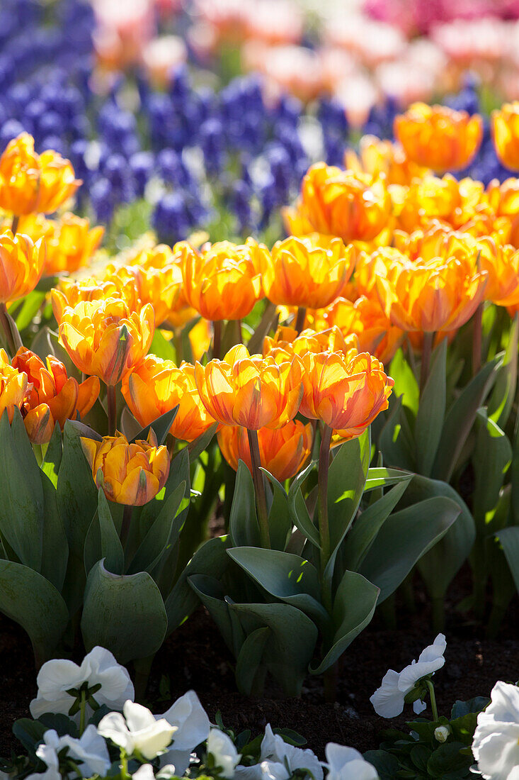 Tulipa viridiflora