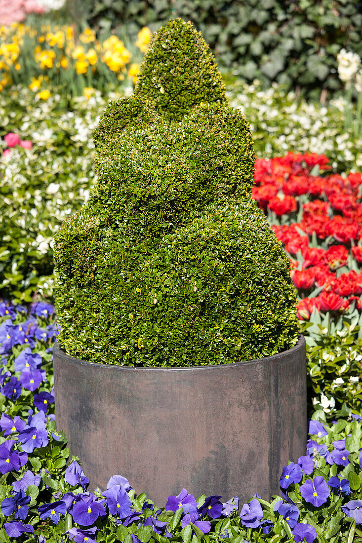 Buxus microphylla