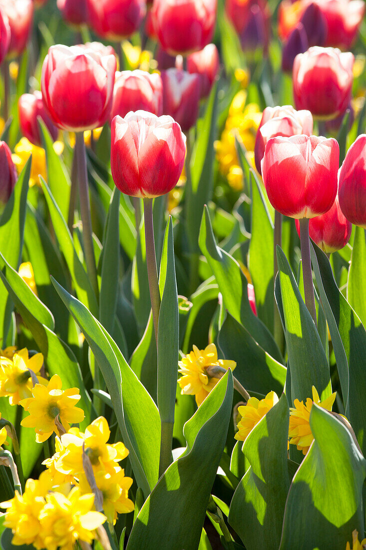 Tulipa, white-red