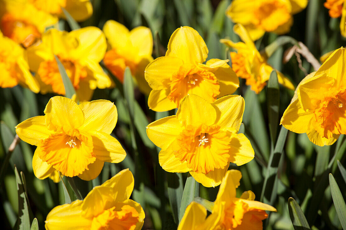 Narcissus Large Cupped