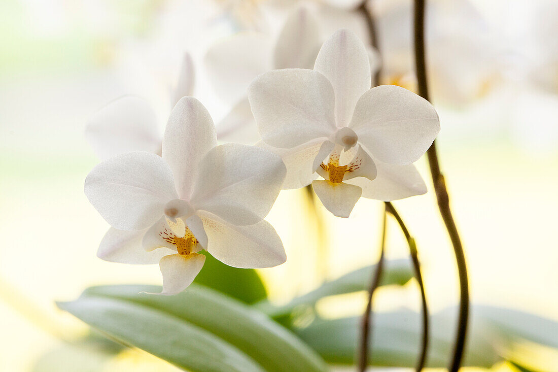 Phalaenopsis, white