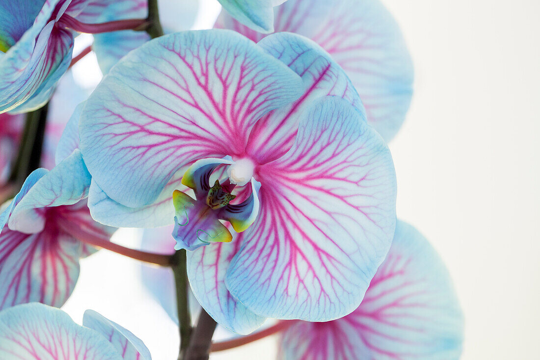 Phalaenopsis, blue