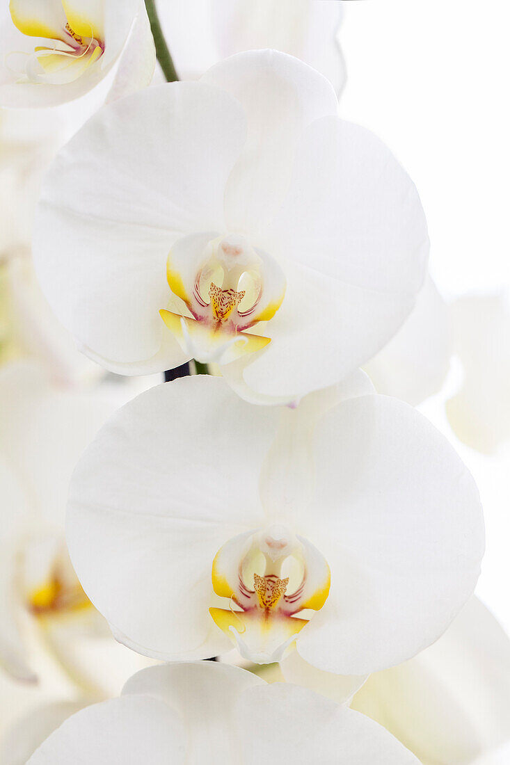 Phalaenopsis, white