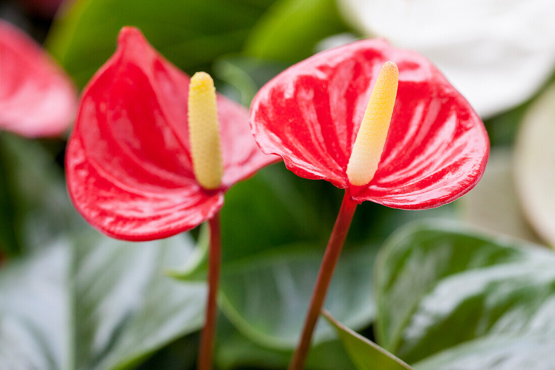 Anthurium x andreanum, red