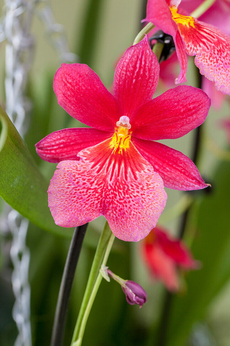 Miltoniopsis