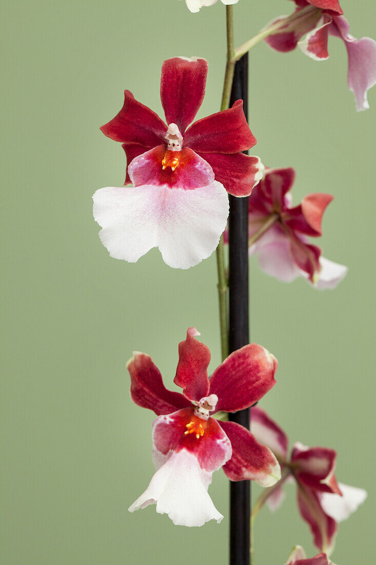 Orchid