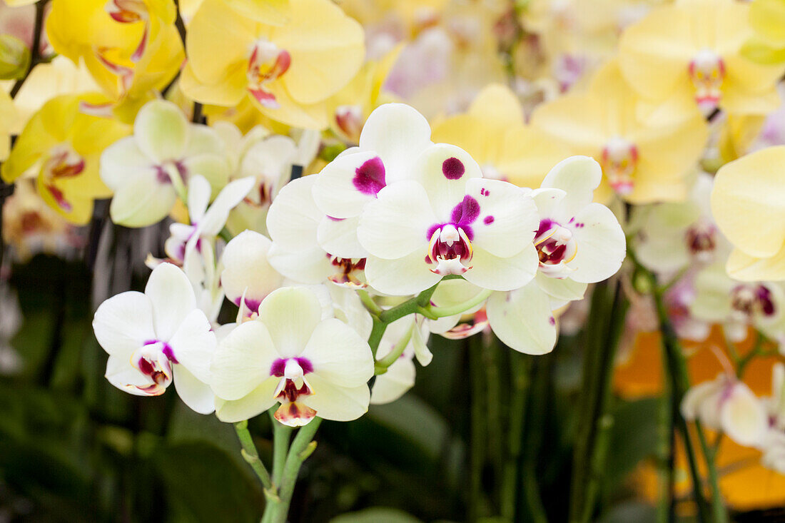 Phalaenopsis