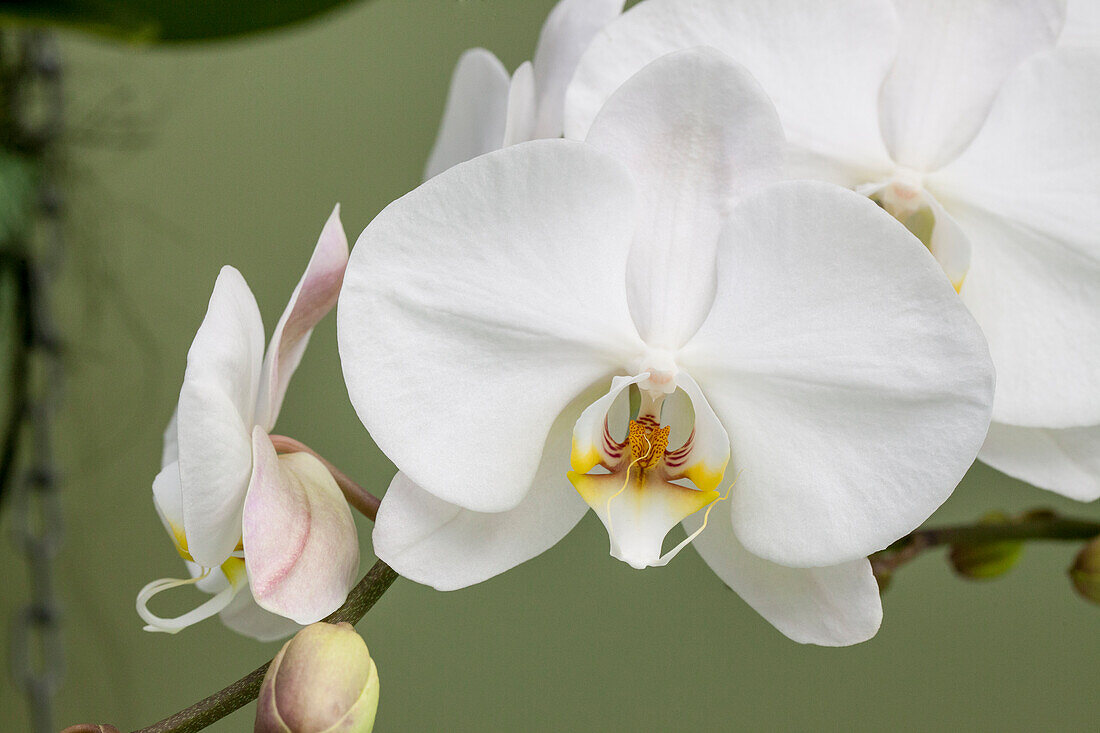 Phalaenopsis, white