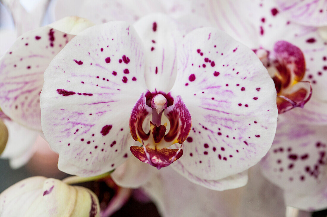 Phalaenopsis