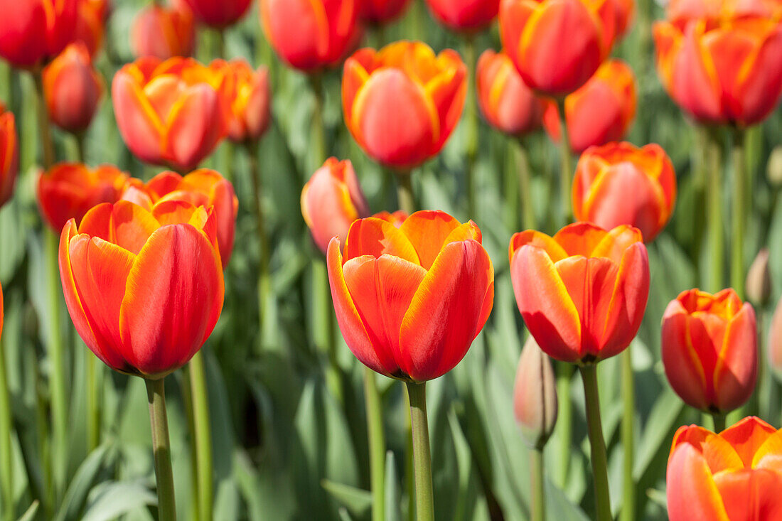 Tulipa 'World´s Favourite'