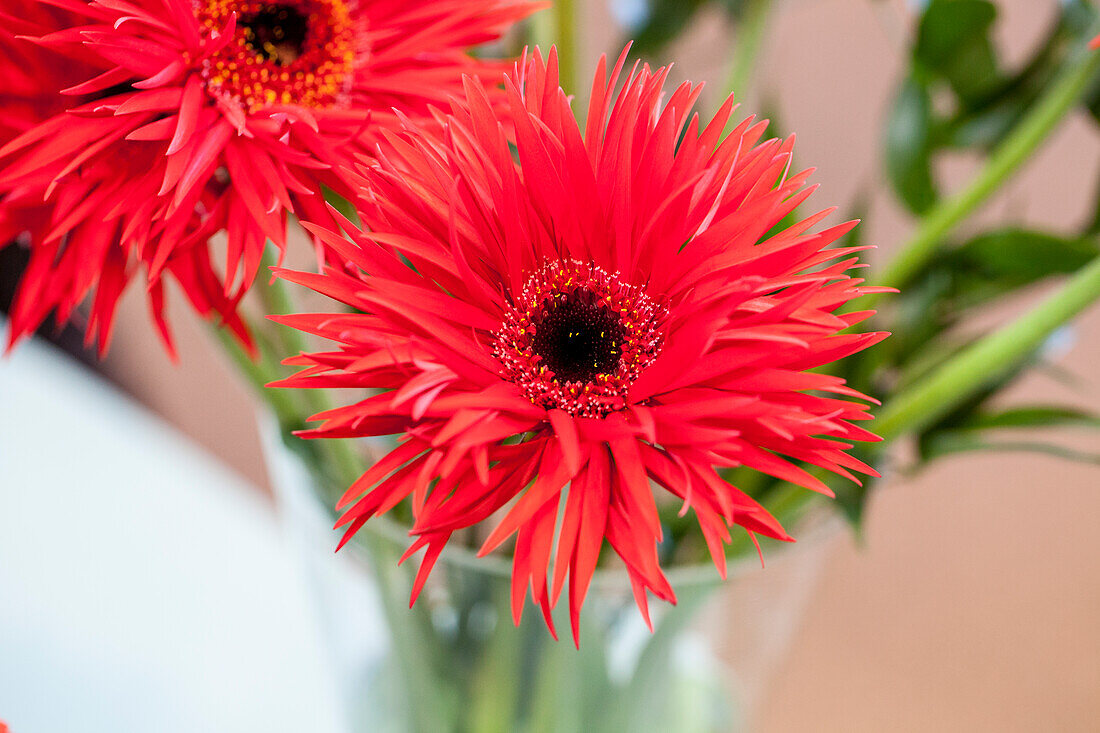 Gerbera, rot