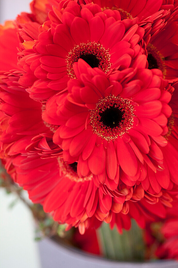 Gerbera, rot