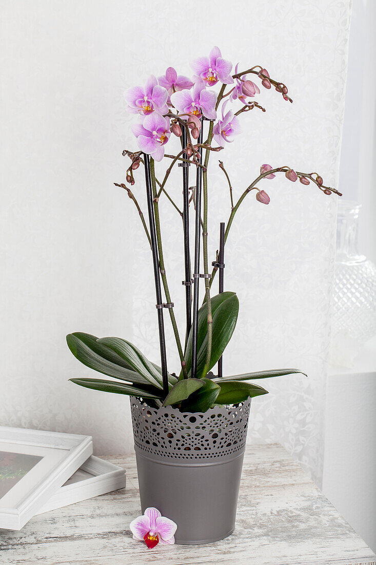 Phalaenopsis hybrids