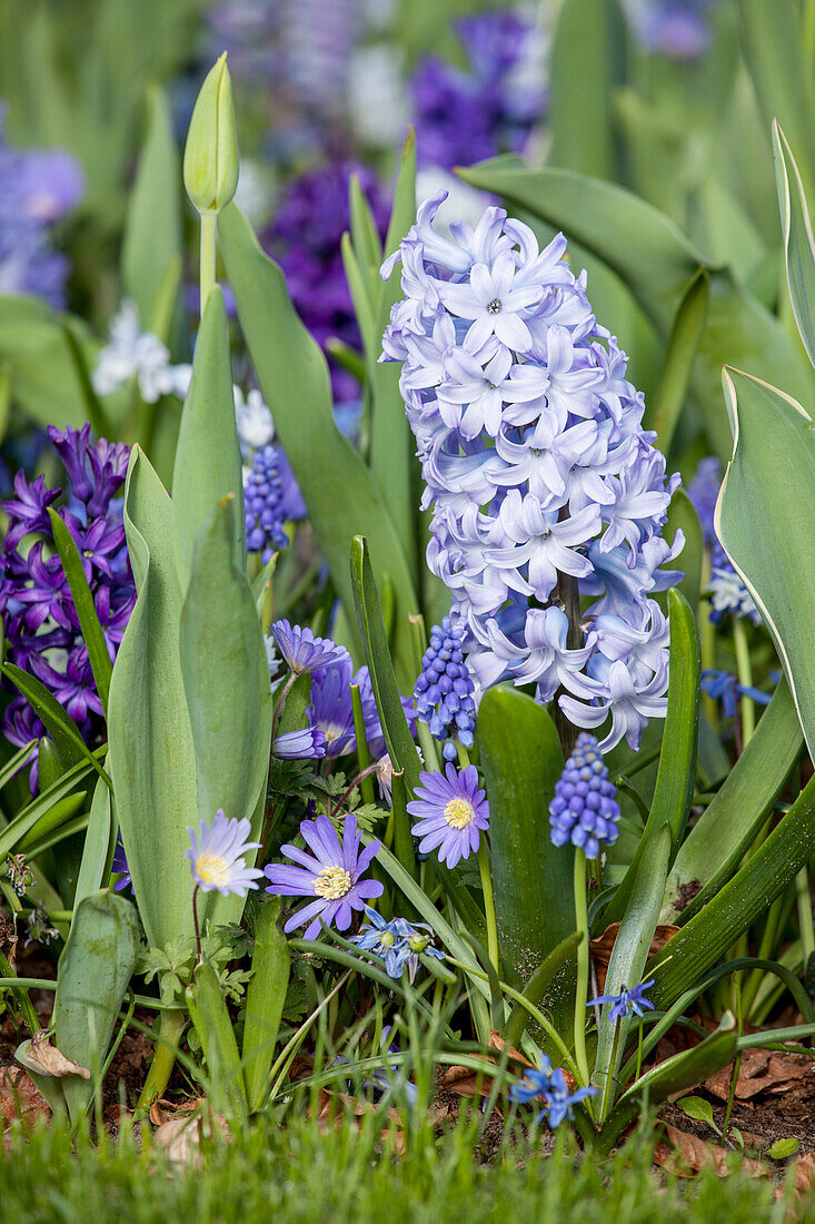 Spring bloomers in blue