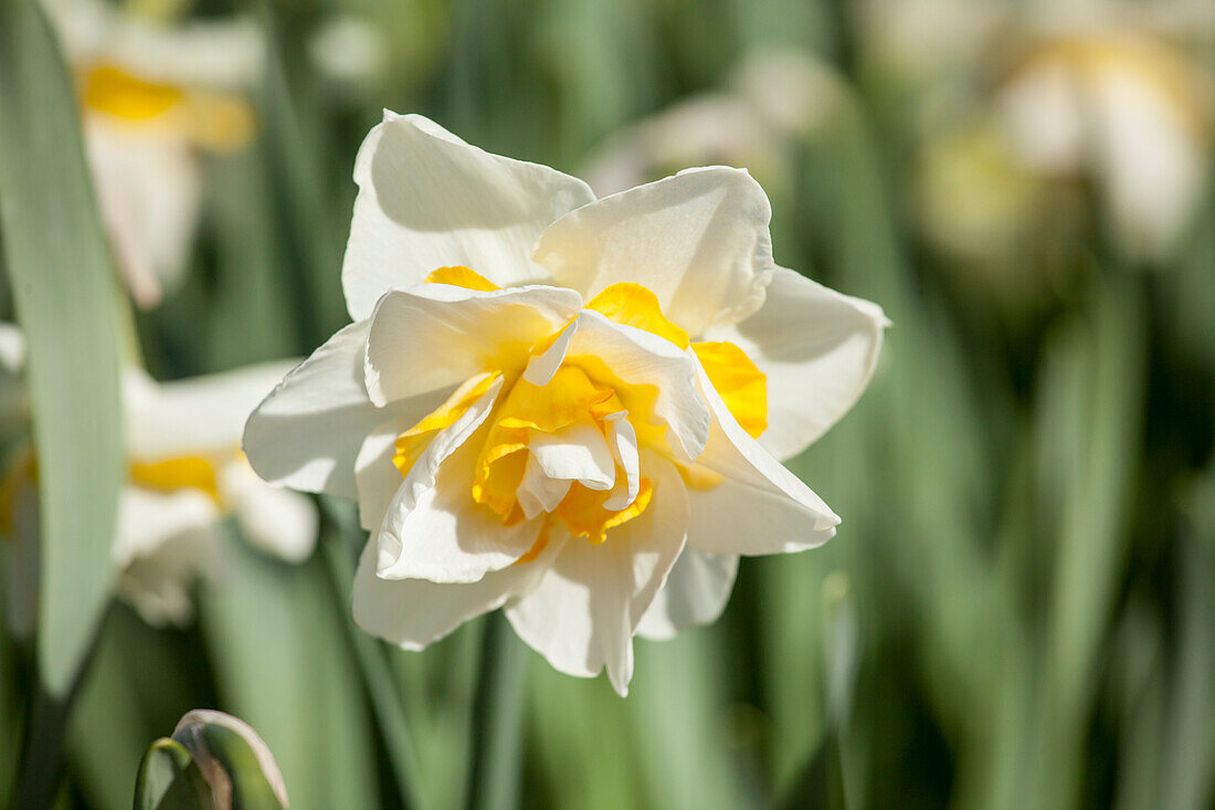 Narcissus Double