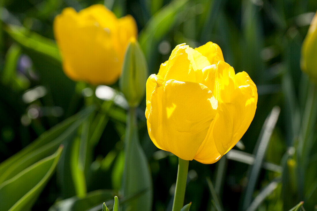 Tulipa 'Kikomachi'