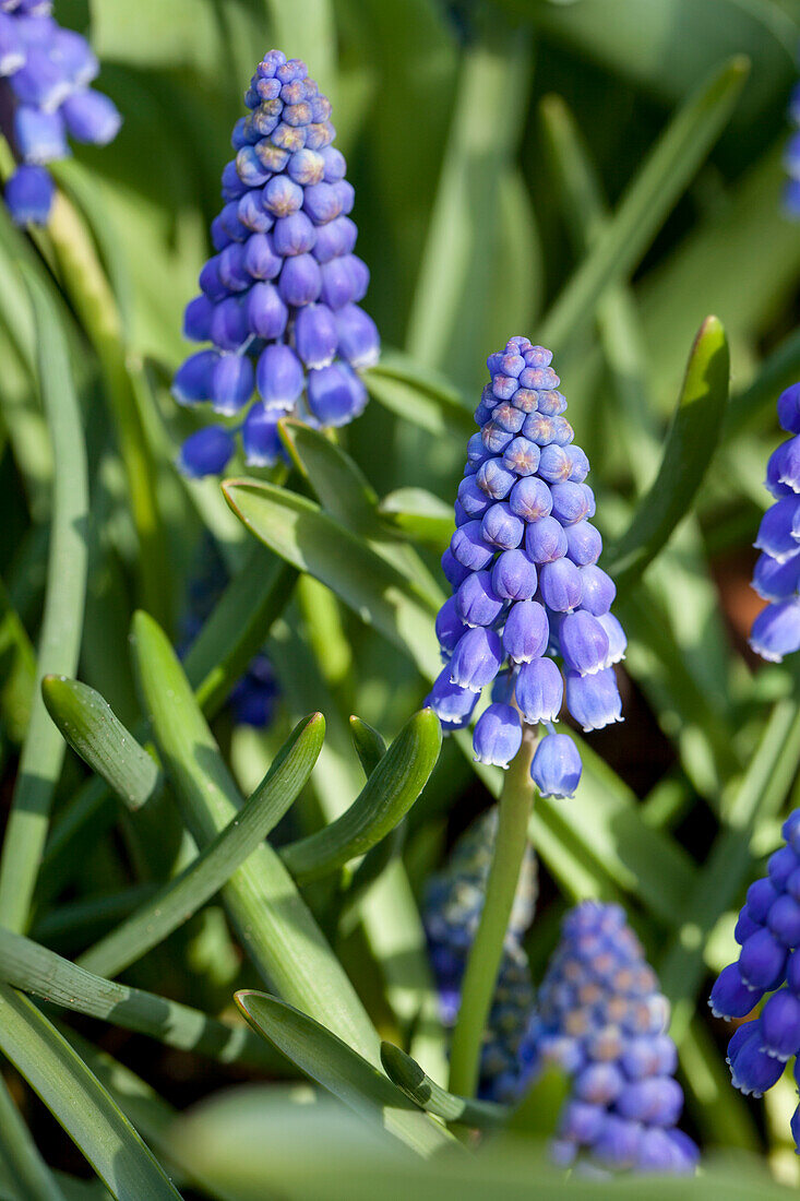 Muscari armeniacum