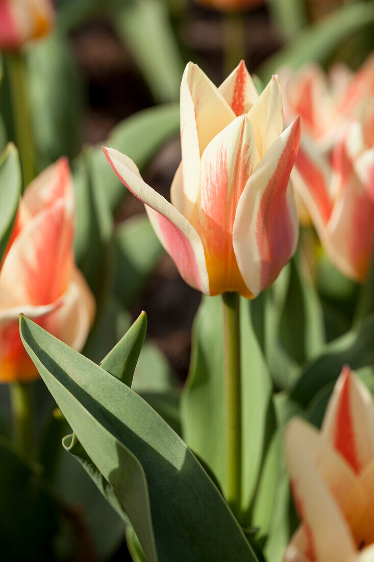 Tulipa greigii 'Quebec'