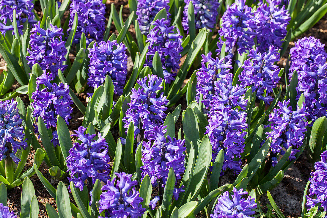 Hyacinthus orientalis, blue