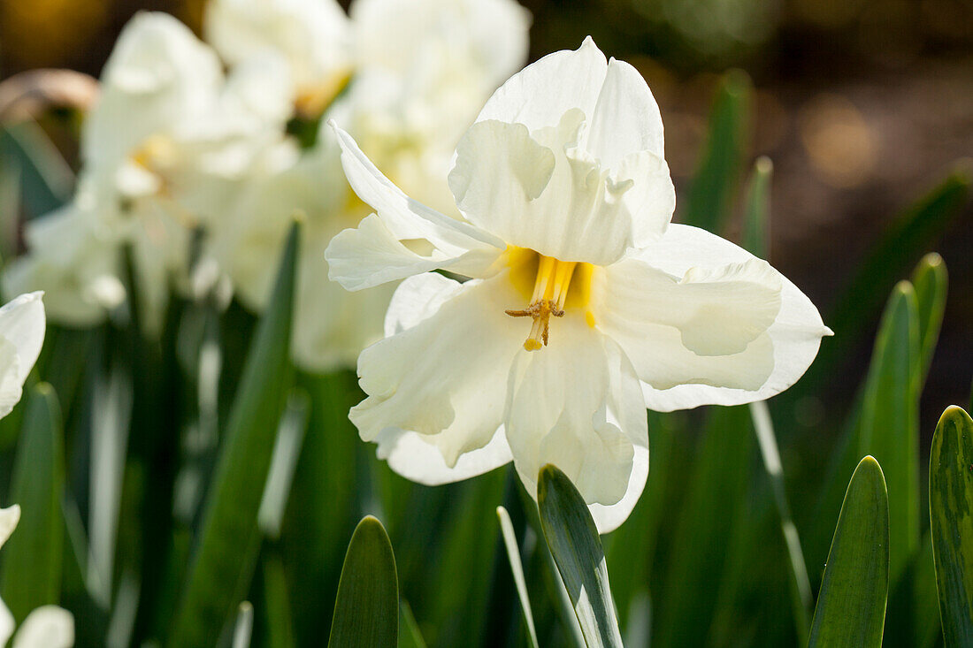 Narcissus 'Cassata'