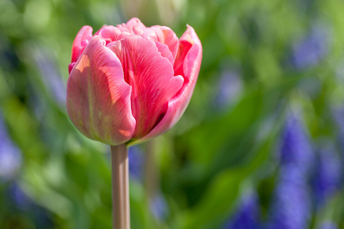 Tulipa 'Chato'