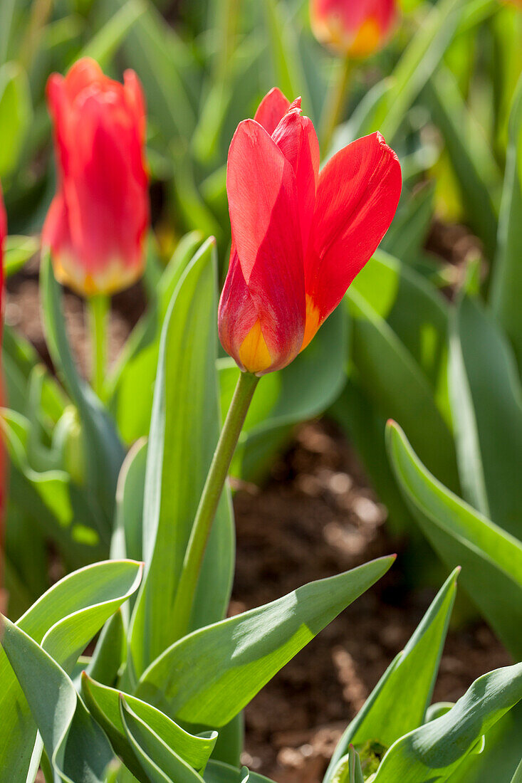 Tulipa kaufmanniana 'Scarlet Baby'