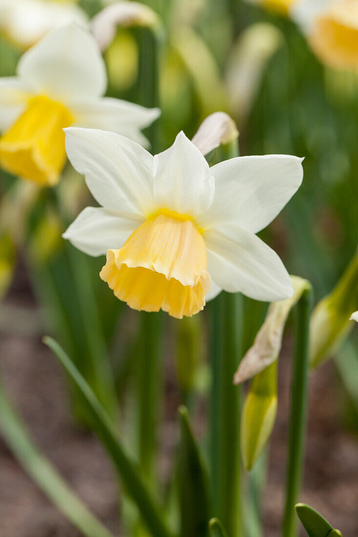 Narcissus Katie Heath