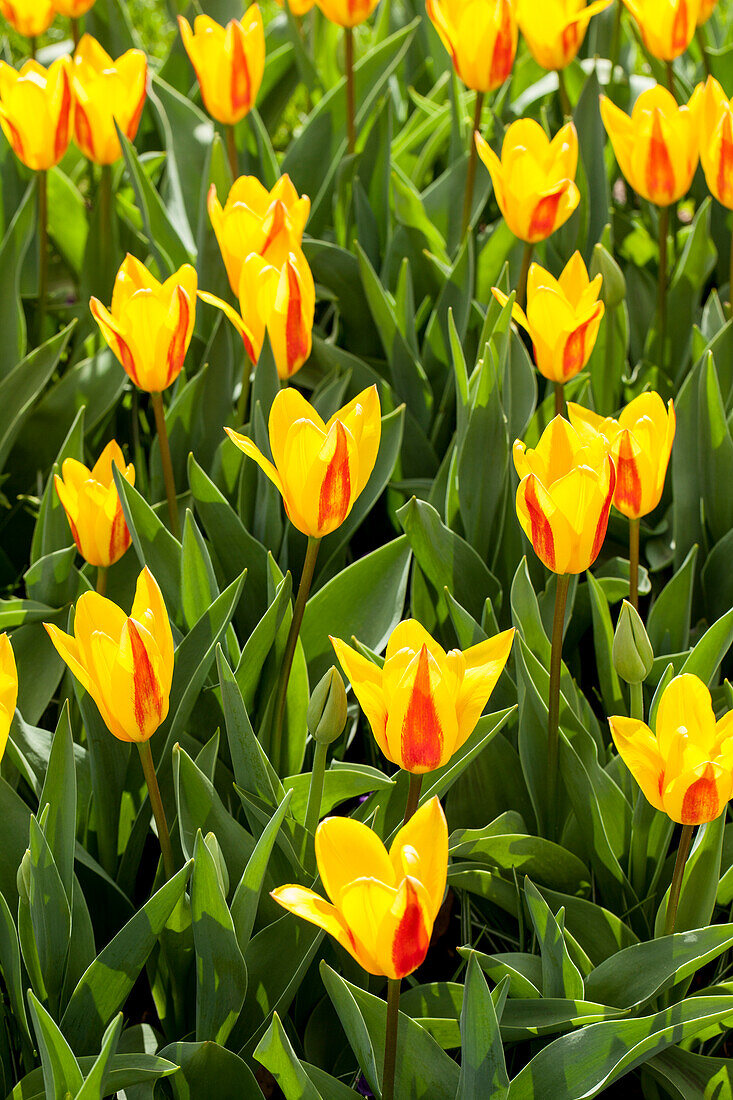 Tulipa kaufmanniana, yellow-red
