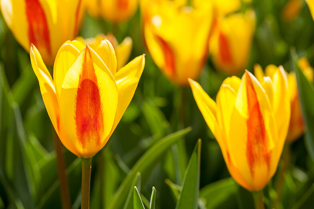 Tulipa kaufmanniana, yellow-red