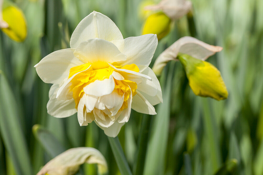 Narcissus 'Lingerie'