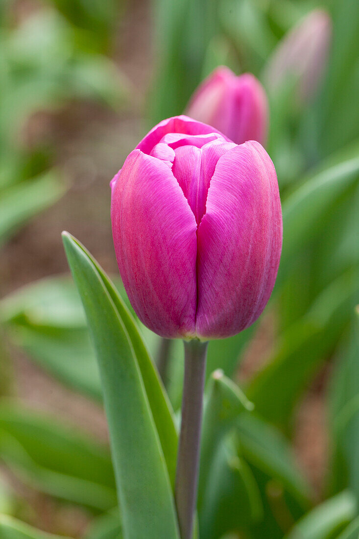 Tulipa, purple