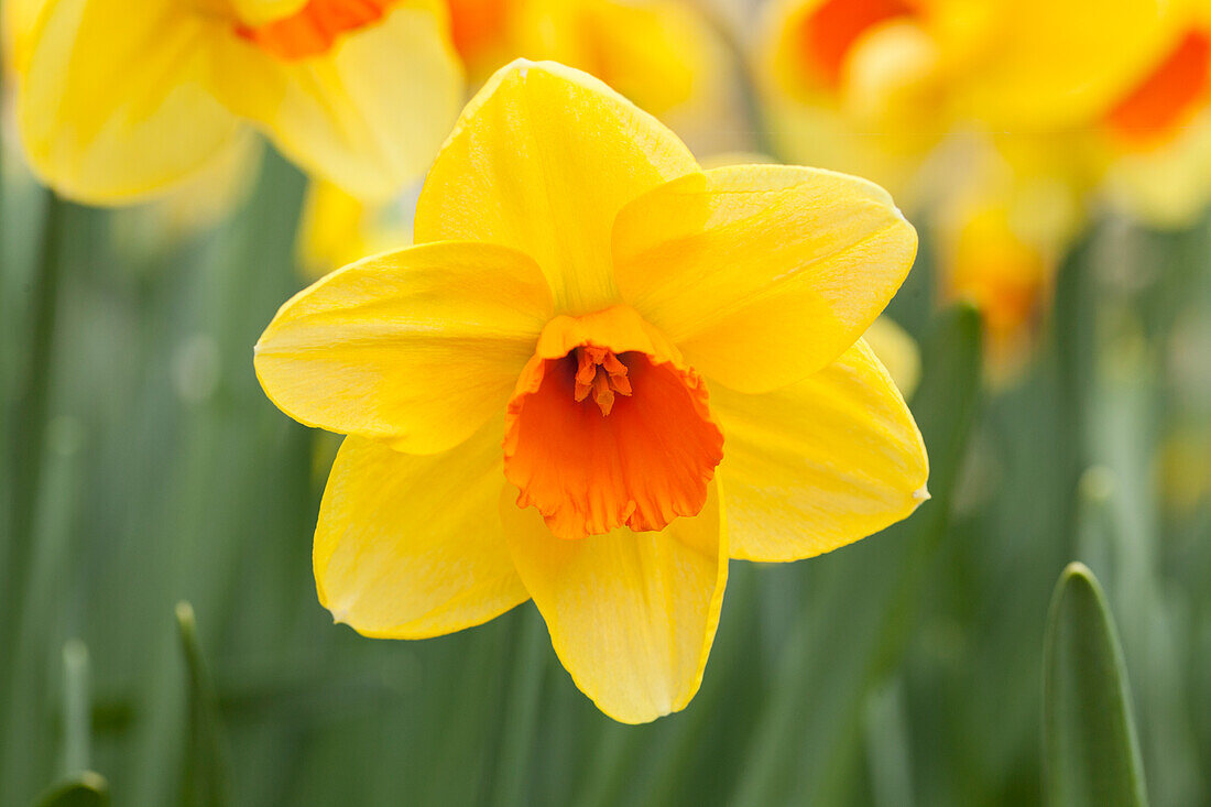 Narcissus 