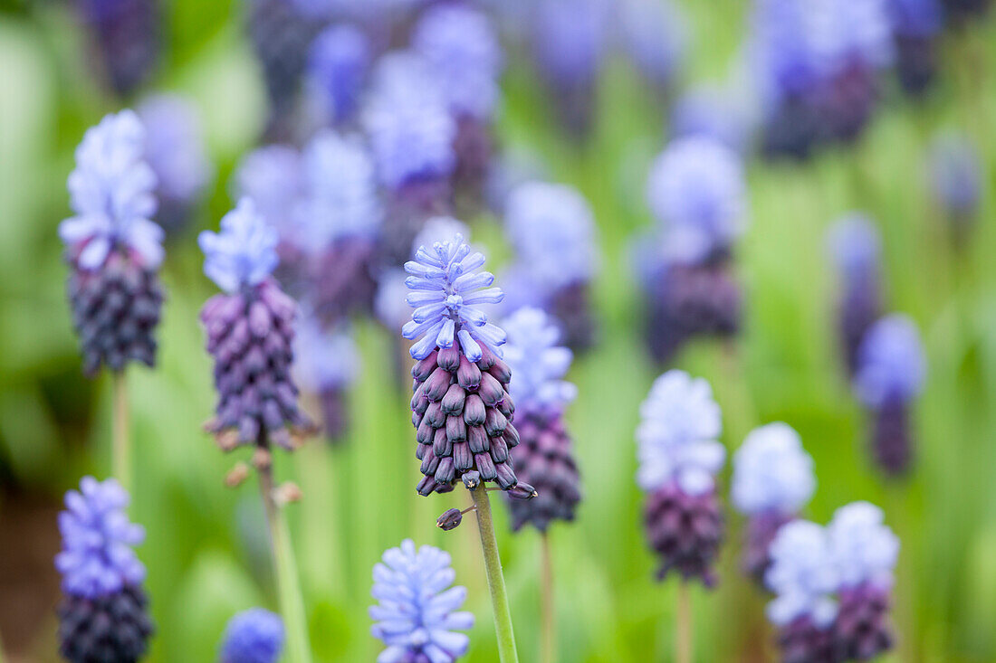 Muscari latifolium