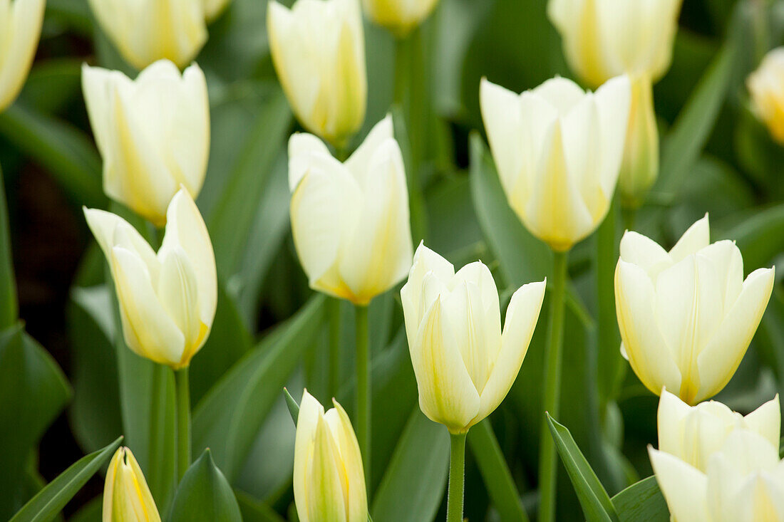 Tulipa, white