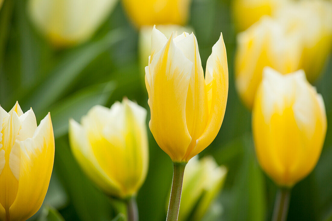 Tulipa, yellow