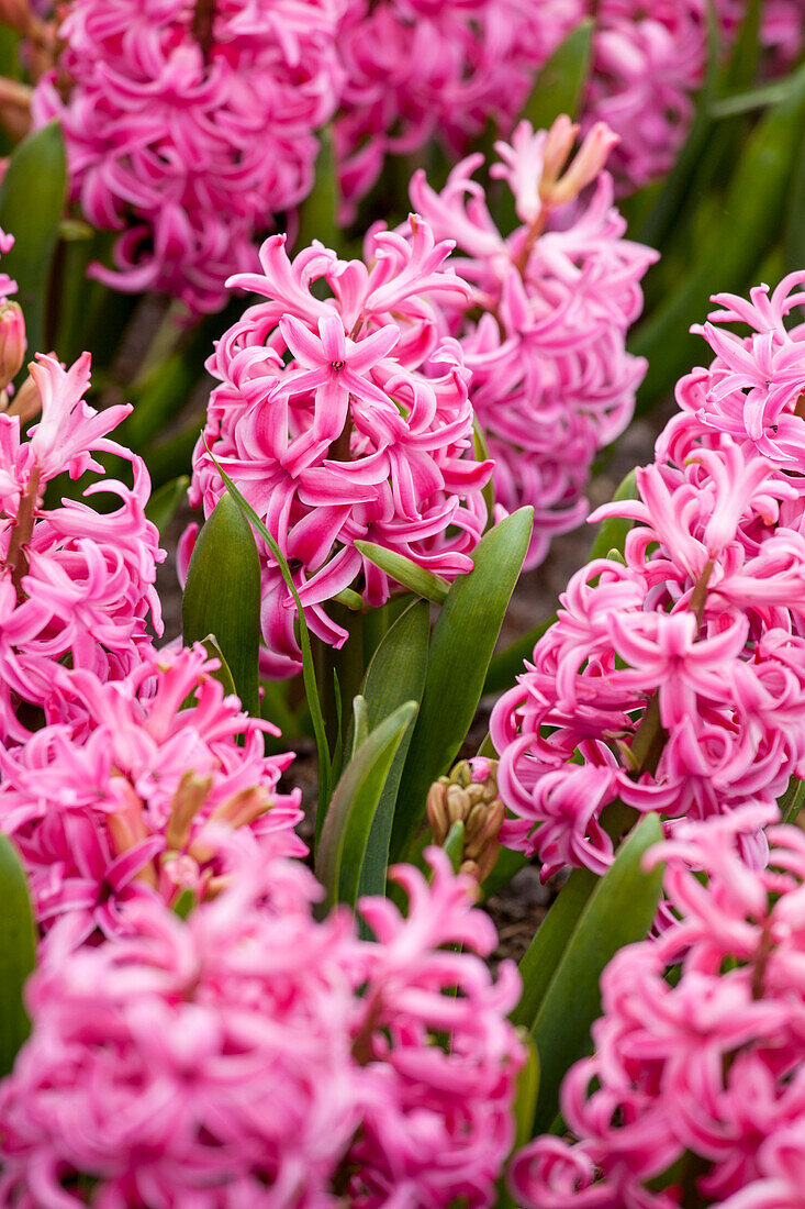 Hyacinthus orientalis 'Jan Bos'