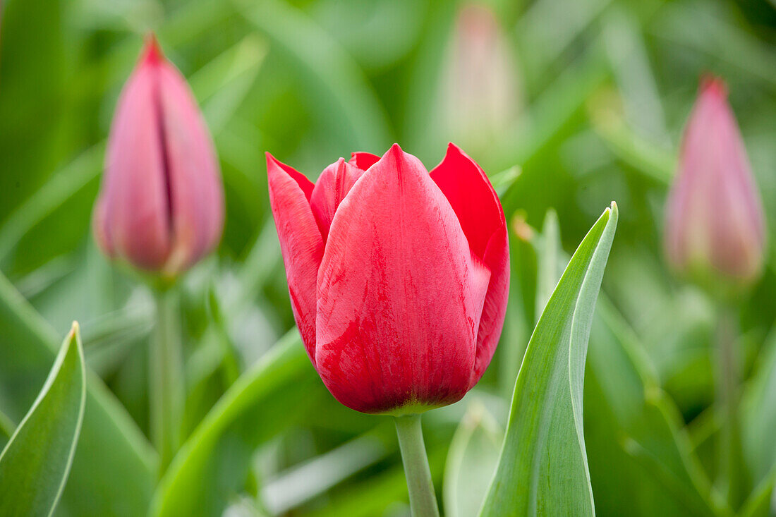 Tulipa 'Pallada'