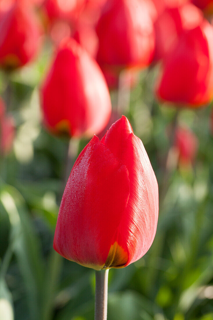 Tulipa, red