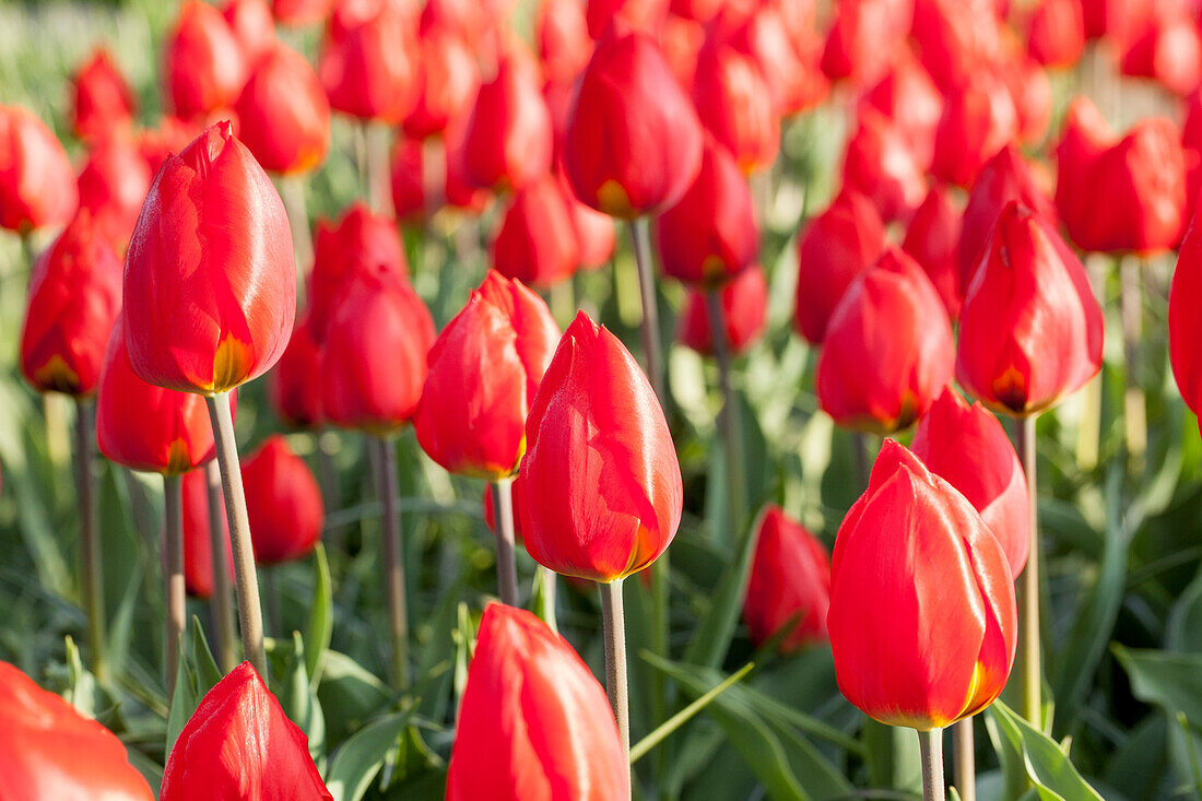 Tulipa, red