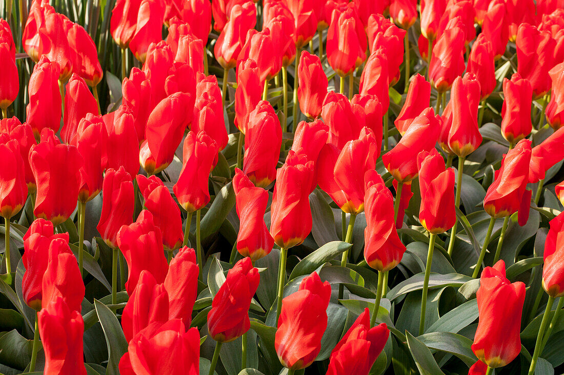 Tulipa fosteriana 'Madame Lefeber'