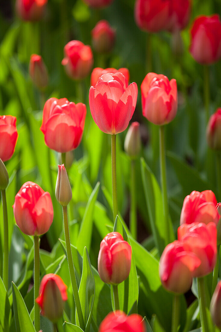 Tulipa, red