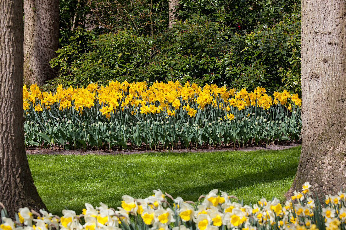 Bed with daffodils